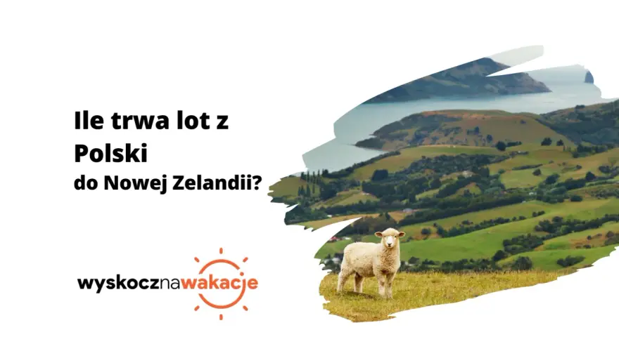 Ile się leci do Nowej Zelandii? Owca na tle zielonych wzgórz i zatoki.