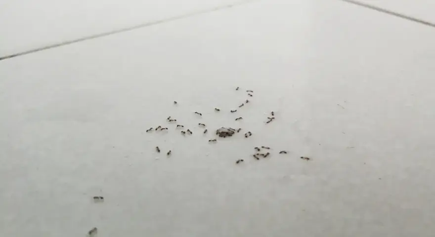 Un grupo de hormigas muy pequeñas se mueve sobre baldosas blancas, algunas juntas, otras dispersas.