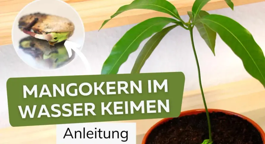 Ein Keimling wächst aus einem Mangokern, der im Wasser keimt. Anleitung zum Mangokern einpflanzen.