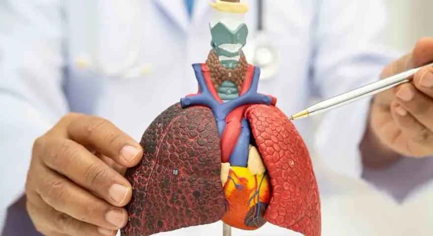 Un médico señala un modelo de pulmones y corazón, mostrando los efectos del vapeo en los pulmones de vapeador.