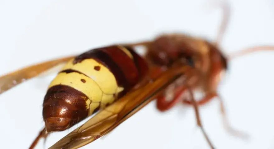 Avispas protegidas, con su abdomen anillado en amarillo y marrón, alas translúcidas y cuerpo peludo, son criaturas fascinantes.