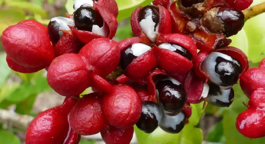 Grappes de fruits rouges vifs, certains ouverts révélant des graines noires et blanches, évoquant la puissance du guarana et son potentiel pour le libido.