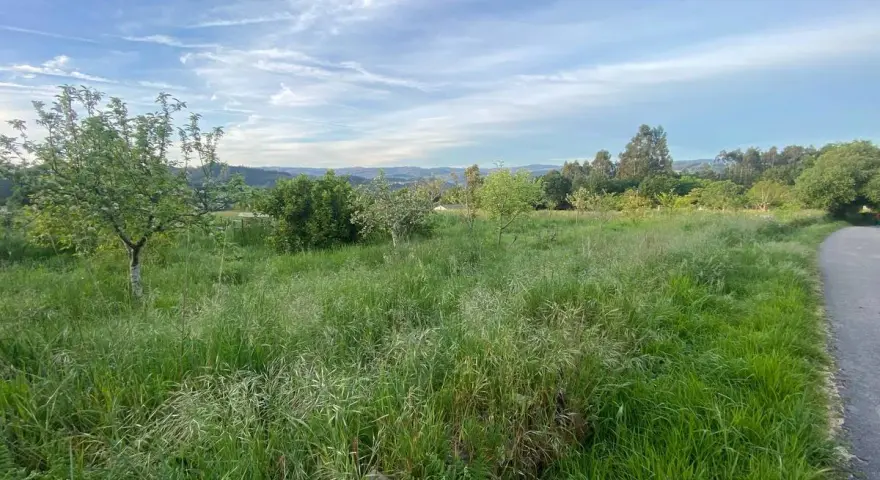 Prado verde con árboles y colinas al fondo, ideal para rutas de senderismo en Betanzos.