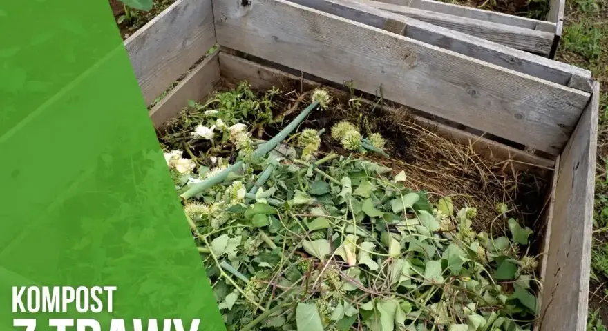 Drewniana kompostownia wypełniona zielonymi resztkami roślin, tworząca kompost z trawy.