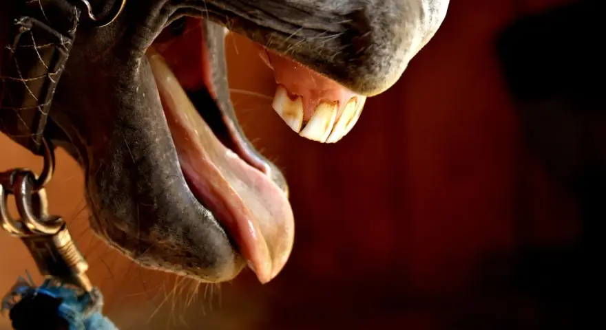 Gros plan sur la bouche ouverte d'un cheval, révélant sa langue rose et ses dents, dont une dent de lait cheval.