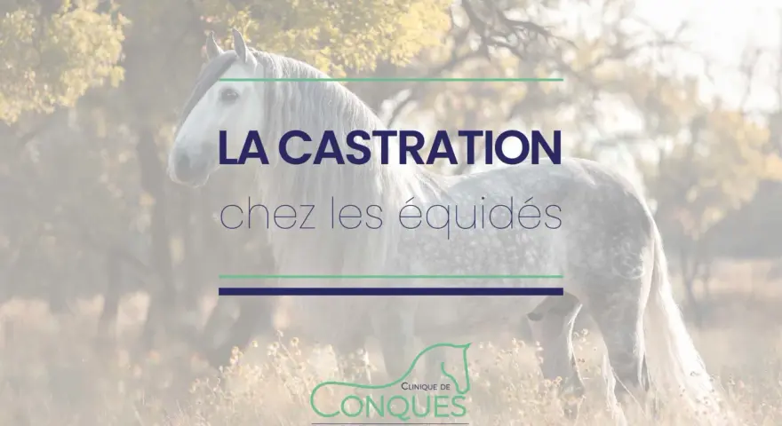 Un magnifique cheval gris se tient dans un champ. Le texte "LA CASTRATION chez les équidés" est superposé.