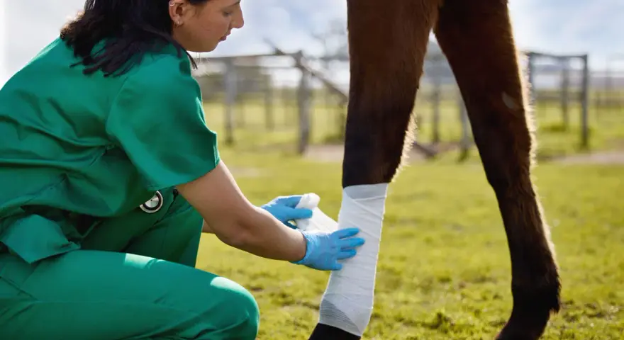 Vétérinaire appliquant un pansement sur une plaie de cheval. Le miel est un remède naturel pour les plaies.