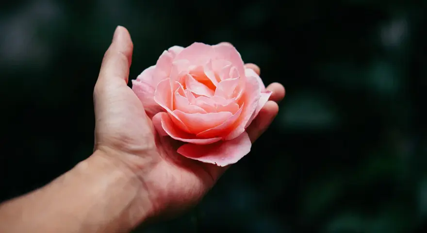 Una mano sostiene una rosa rosa pálido, perfecta para saber que flor regalar a una mujer.