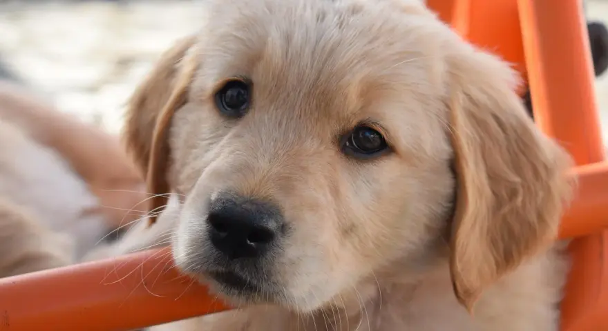 Żywienie szczeniaka Golden Retrievera: Klucz do zdrowych stawów