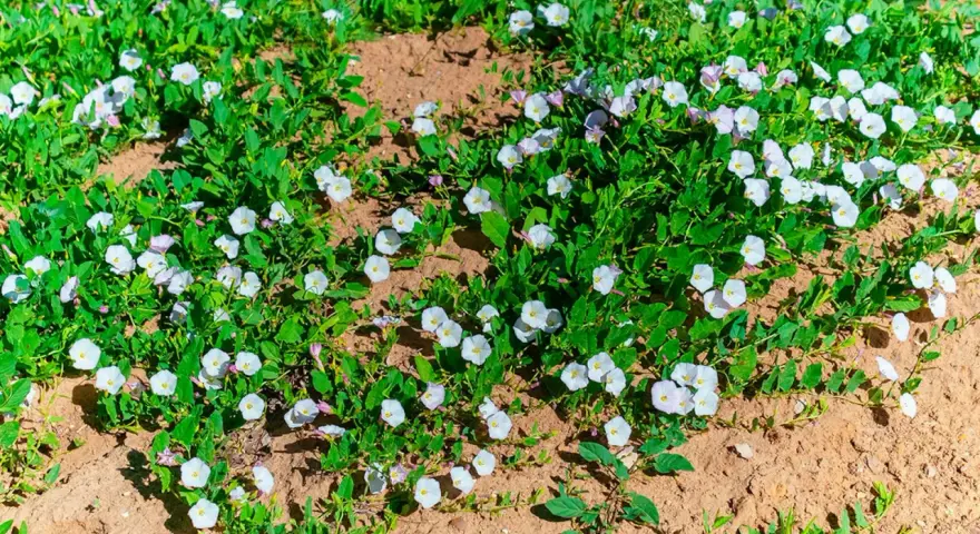 Åkervinda, en invasiv växt, sprider sig snabbt med sina vita blommor över den torra jorden.