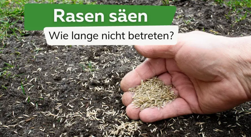 Rasen säen: Wie lange nicht betreten? Eine Hand hält Rasensamen über frisch gesäte Erde, auf der bereits erste grüne Halme sprießen.
