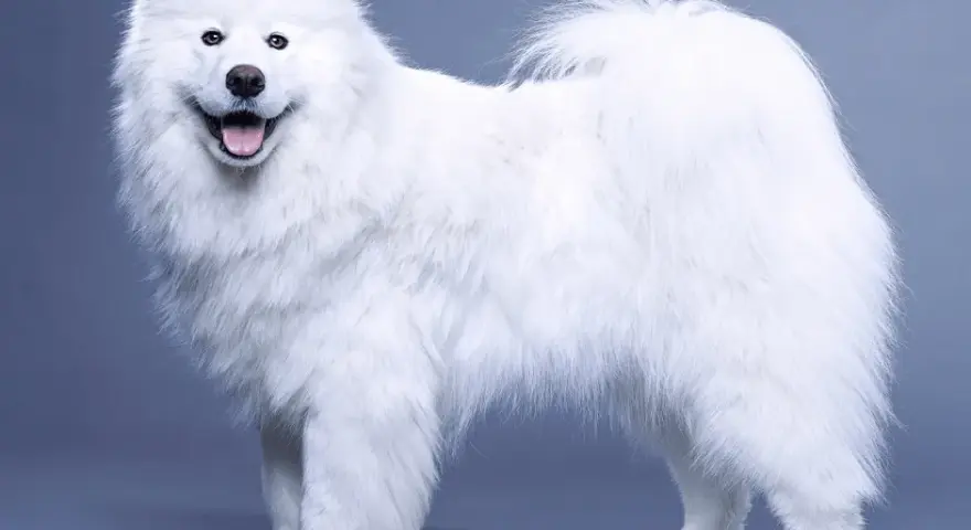 Samojed ma włosy czy sierść? Odkryj prawdę o jego futrze