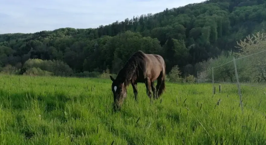 Un cheval brun broute dans une prairie verdoyante. Le moment idéal pour penser à quand semer prairie chevaux, avec des collines boisées en arrière-plan.