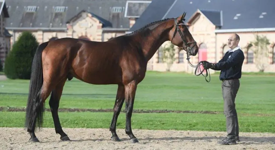 Un magnifique cheval bai, digne d'el diarado d'euskadi, se tient fièrement devant un homme, dans un cadre champêtre.