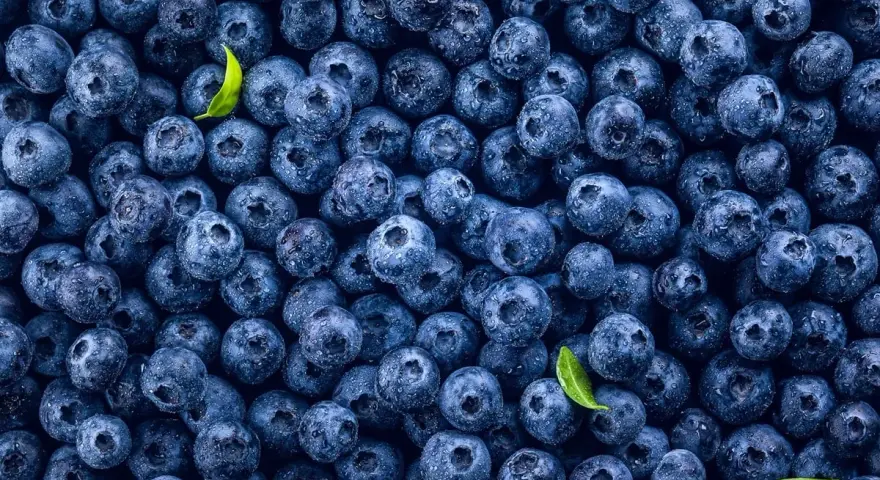 Mnóstwo soczystych borówek amerykańskich, idealnych na zdrową przekąskę. Niska zawartość kcal sprawia, że to świetny wybór.