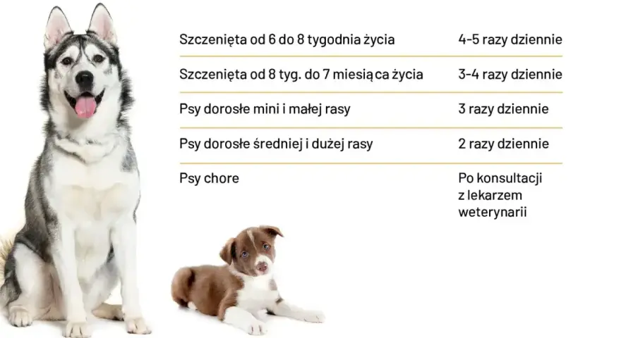 Tabela: ile powinien jeść szczeniak i dorosły pies. Podano dawkowanie dla szczeniąt, psów małych, średnich i dużych ras, a także chorych.