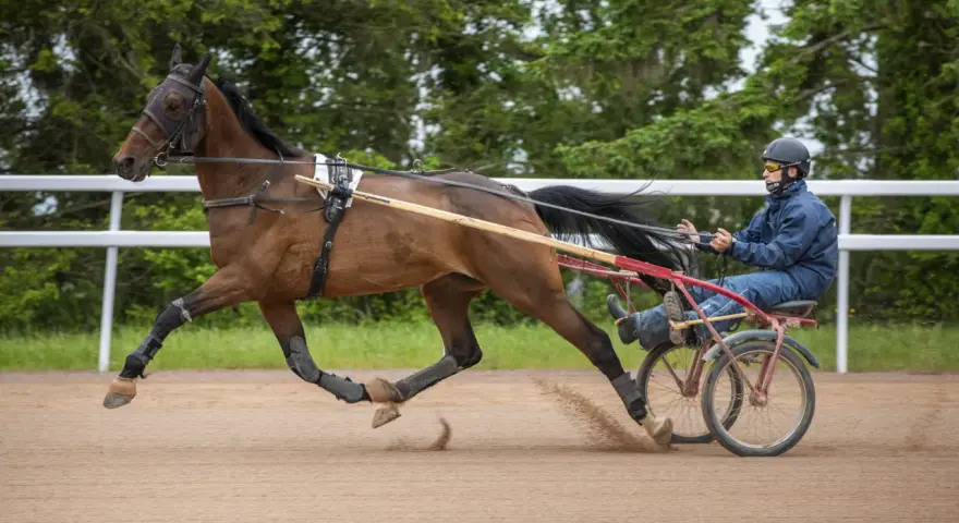 Un cavalier français en action, menant un cheval au trot sur une piste sablonneuse, entouré de verdure.