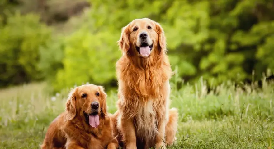 Golden Retriever: czy to naprawdę rasa duża czy średnia?
