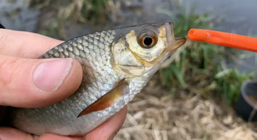 Ein kleiner Fisch wird mit einer Stipprute gefangen. Die Montage ist gut zu erkennen, wie der Fisch den Köder nimmt.