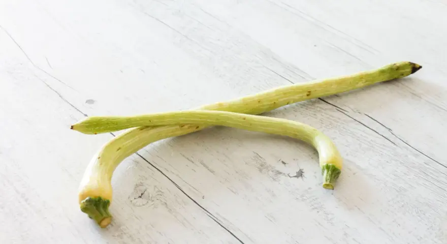 Due zucchine trombetta, perfette per gustose ricette estive, adagiate su un tavolo di legno chiaro.