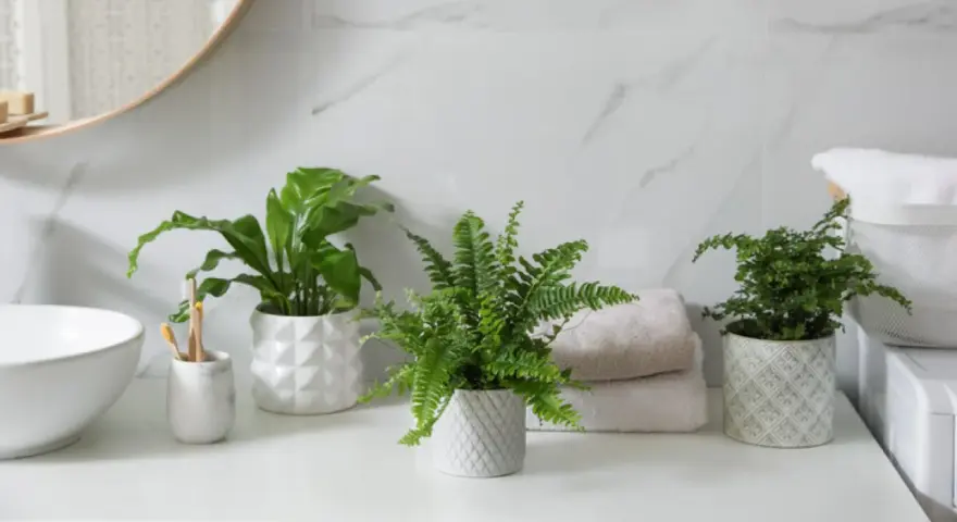 Tres plantas para el baño, un helecho frondoso y una planta de hoja ancha, aportan frescura y vida a la encimera junto al lavabo.