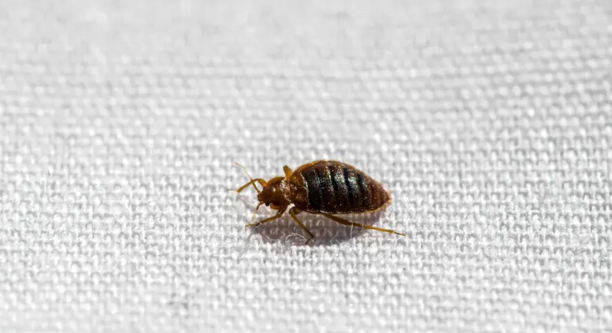 Un diminuto insecto marrón, un chinches, camina sobre la tela blanca de un colchón.