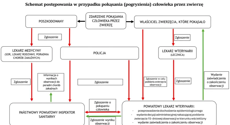 Schemat postępowania po pogryzieniu przez zwierzę, wskazujący na konieczność zgłoszenia i obserwacji zwierzęcia w celu wykluczenia wścieklizny.