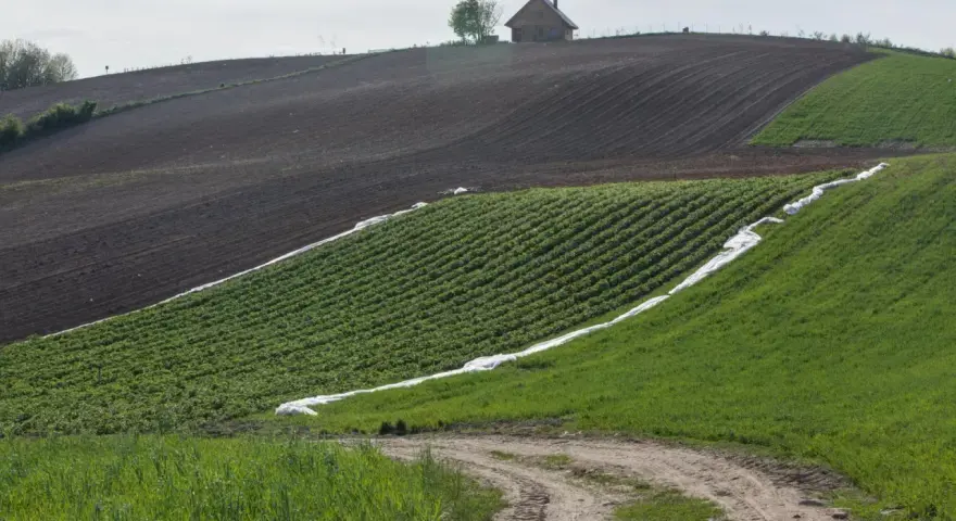 Krajobraz rolniczy ze wzniesieniem, na którym stoi dom. Pola uprawne z rzędami zielonych roślin, czarnoziemu i zielonej trawy. Droga gruntowa. Dane o średnie ceny gruntów gus.