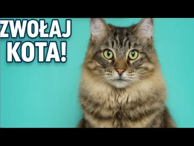Jak tata mówi do kotka - kontrowersyjna anegdota z telewizji dziecięcej