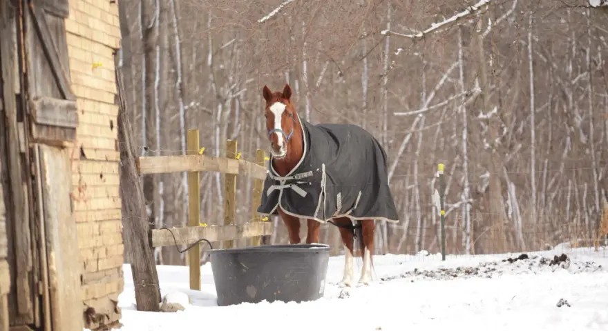 Un cheval qui transpire au repos en hiver, couvert d'une couverture, se tient près d'un abreuvoir dans la neige.