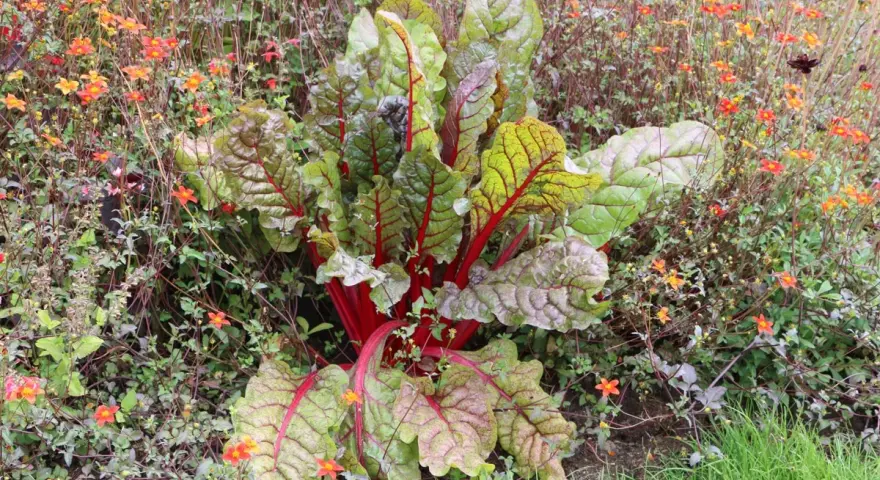 Mangold mit roten Stielen und grünen Blättern wächst neben kleinen orangefarbenen Blüten. Sie sind gute Nachbarn im Garten.