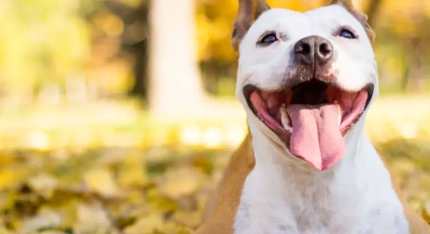 Uśmiechnięty pies rasy pitbull leży wśród jesiennych liści, ciesząc się ciepłym słońcem.