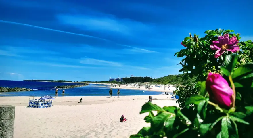 Słoneczne wakacje nad Bałtykiem. Piękny, błękitny dzień na piaszczystej plaży z kwitnącym dzikim różem w tle.