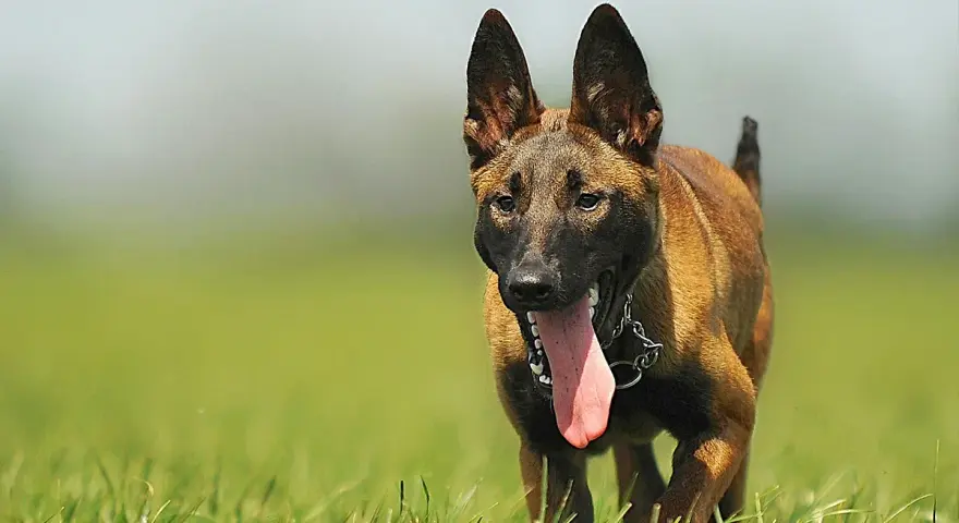Malinois z językiem na wierzchu, gotowy do biegu. Sprawdź malinois cena, jeśli szukasz psa tej rasy.
