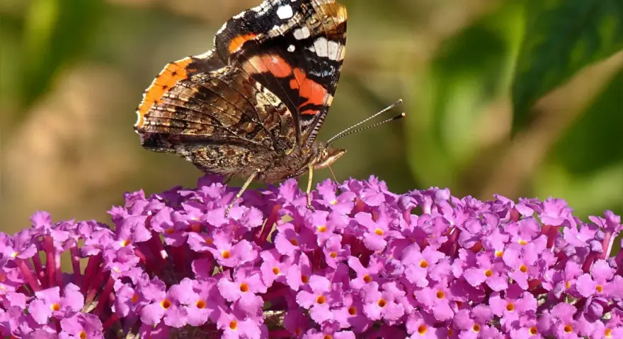 Motyl rusałka admirał na kwitnącej budlei. Pielęgnacja budlei przyciąga te piękne owady.