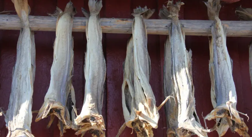 Getrockneter Fisch hängt an einem Holzgestell vor einer roten Wand. Ein traditionelles Gericht, das auch bei den Wikingern beliebt war: Wikinger essen.