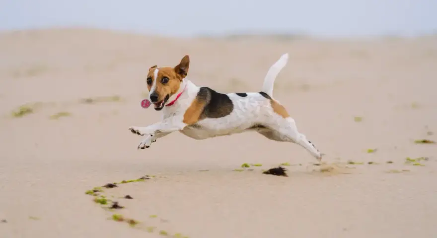 Radosny jack russell terrier w skoku na plaży, z obrożą i zawieszką. Zastanawiasz się nad jack russell terrier cena?