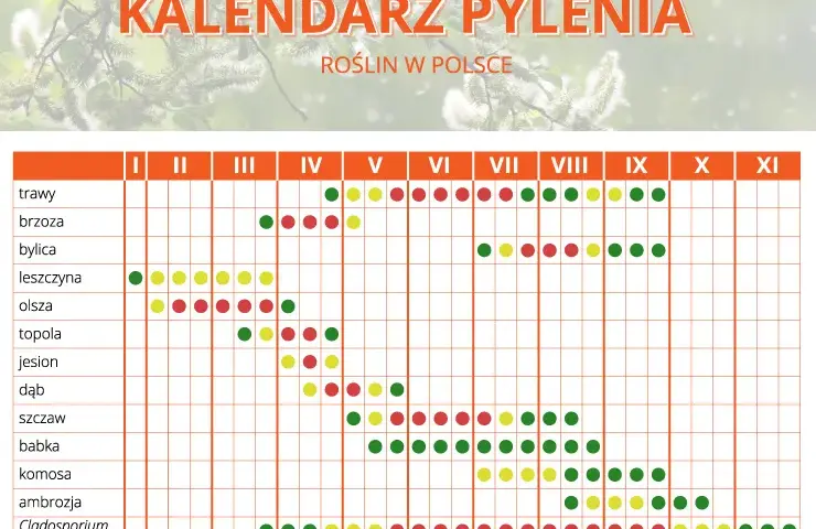 Co pyli w Szczecinie w listopadzie? Alergiku, sprawdź!