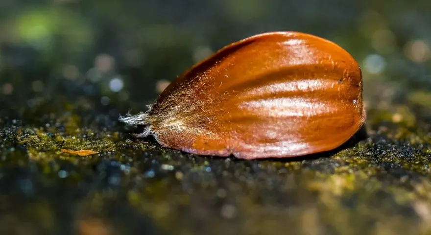 Eine Buchecker, die Frucht des Bucheckern Baums, liegt auf moosigem Untergrund.