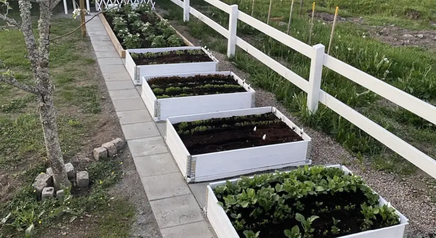 Rad med vita pallkragar fyllda med grönsaker och perenner. En vit staketlinje löper längs med trädgården.