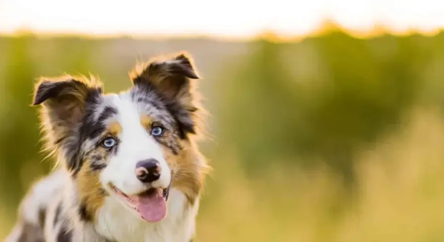 Piękny border collie z niebieskimi oczami, zadowolony i gotowy do zabawy. Zastanawiasz się, ile powinien jeść border collie?