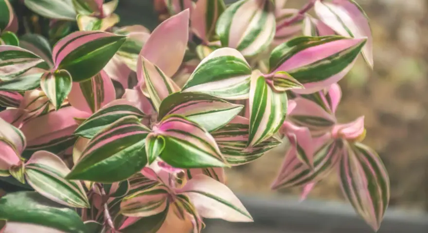 Kwiat trzykrotka o liściach w odcieniach zieleni i różu, tworzących piękne, paski.