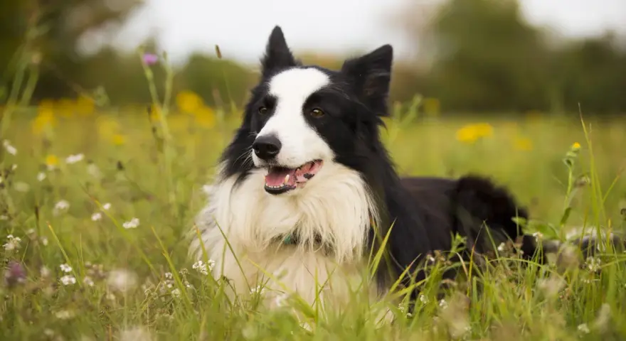 Czarny i biały border collie leży w trawie. Jego waga jest idealna do biegania po łące.