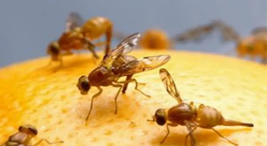 Moscas de la fruta sobre una naranja, un problema que requiere un tratamiento para la mosca de la naranja.