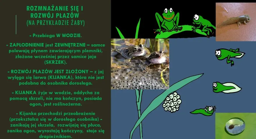 Jak rozmnażają się płazy? Odkryj zaskakujące metody i etapy rozwoju
