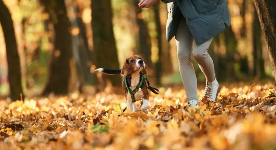 Jesienny spacer. Beagle wpatrzony w rękę opiekuna, zastanawia się, dlaczego pies chodzi za mną krok w krok.