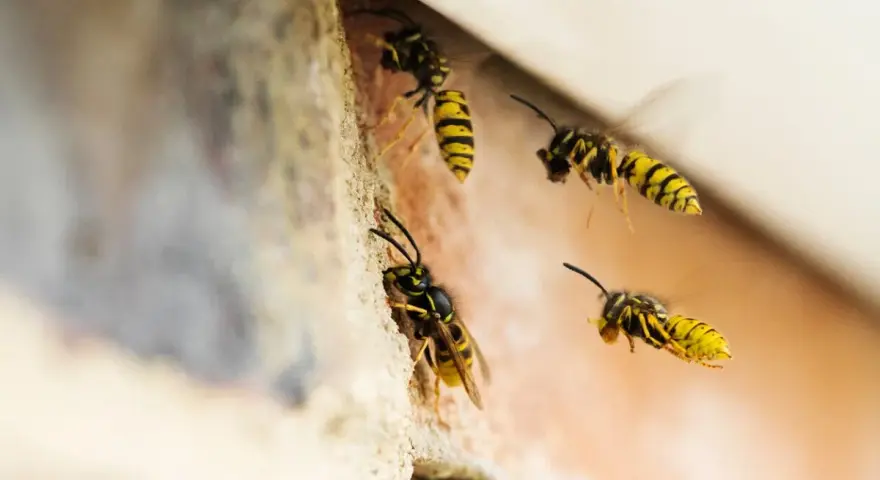 Avispas de cerca, con sus rayas amarillas y negras, se posan y vuelan cerca de una pared de ladrillos.
