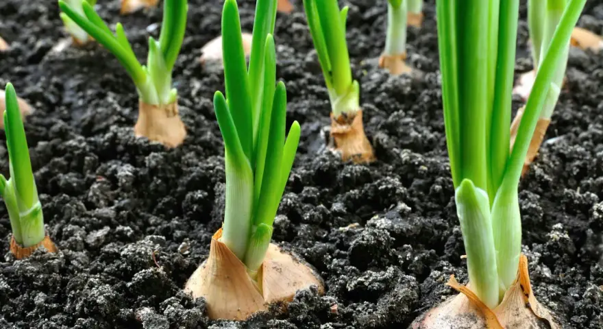 Germogli verdi spuntano dal terreno scuro, segno che è il momento di piantare cipolle.