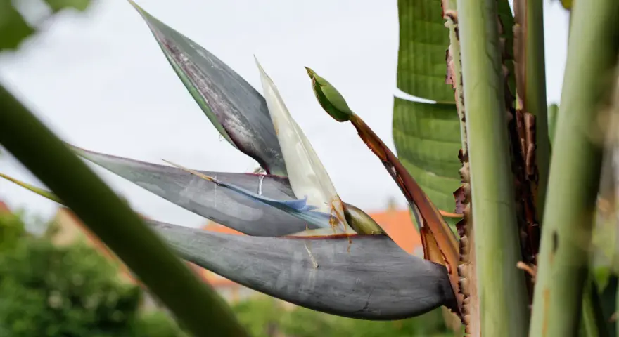 En Strelitzia Nicolai, även kallad paradisfågelblomma, med sina grågröna blad och vita blommor, reser sig mot en ljus himmel.