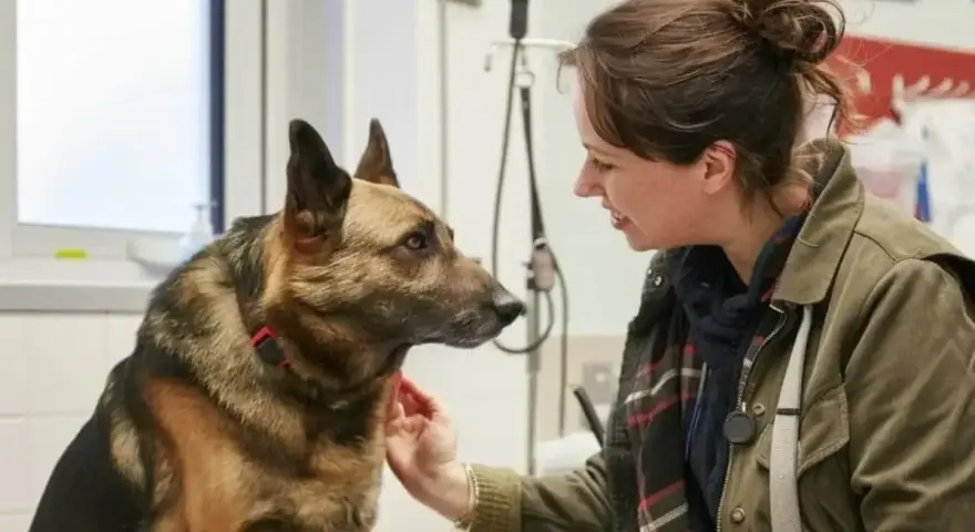 Uśmiechnięta kobieta głaszcze owczarka niemieckiego. Pies wygląda na spokojnego, a kobieta wydaje się troskliwa.